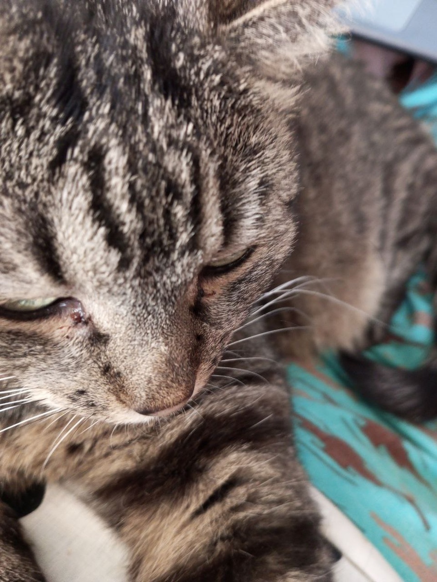 Всё можно увидеть: усы, вибриссы над глазами и в ушах