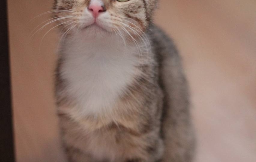 😻Малыш Гучи продолжает искать дом🏡