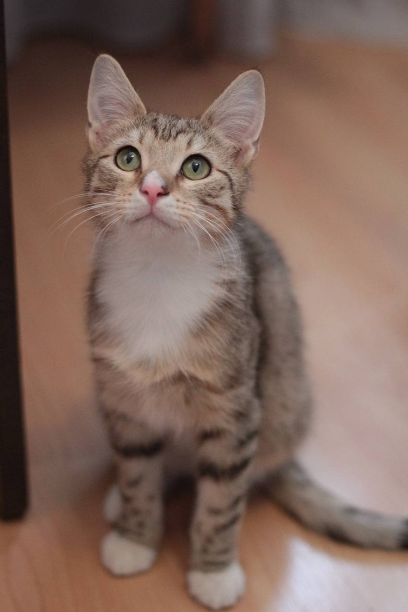 Я малыш Гучи, мне 4 мес и я ищу свой дом 🏡