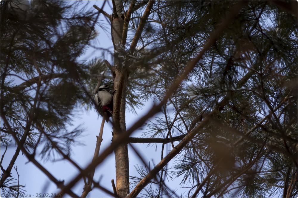 1. Большой пёстрый дятел © NickFW.ru - 25.02.2018г.
