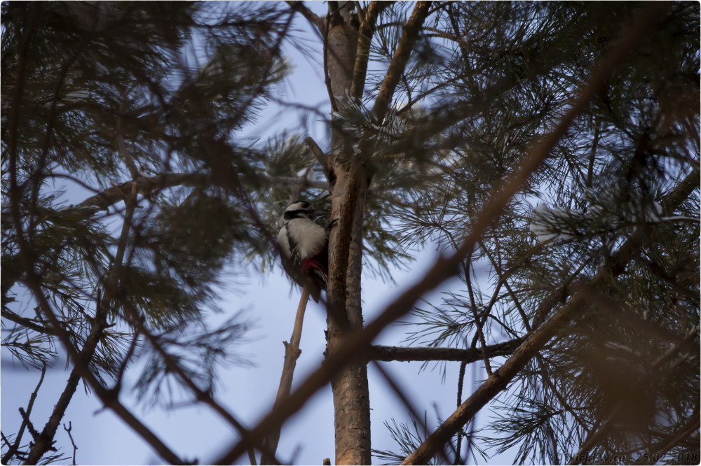 2. Большой пёстрый дятел © NickFW.ru - 25.02.2018г.