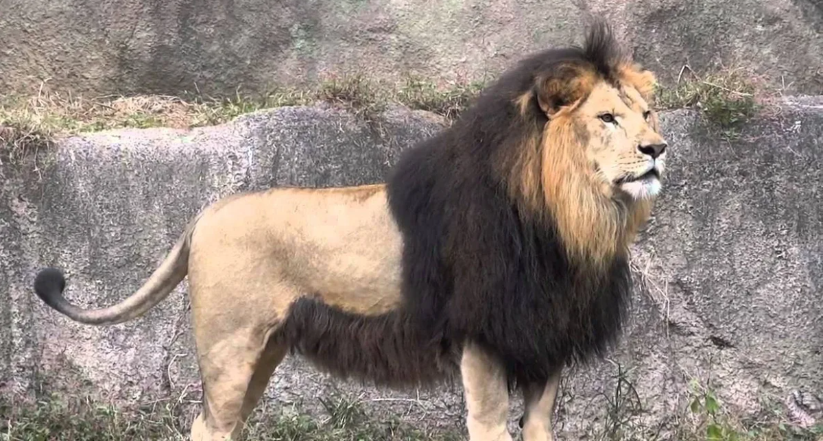 Берберийский лев (вымерший подвид львов)