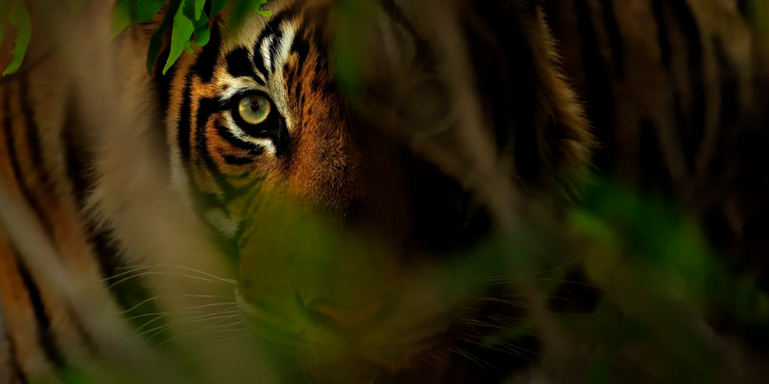 ОН СМОТРЕЛ ТИГРАМ В ГЛАЗА