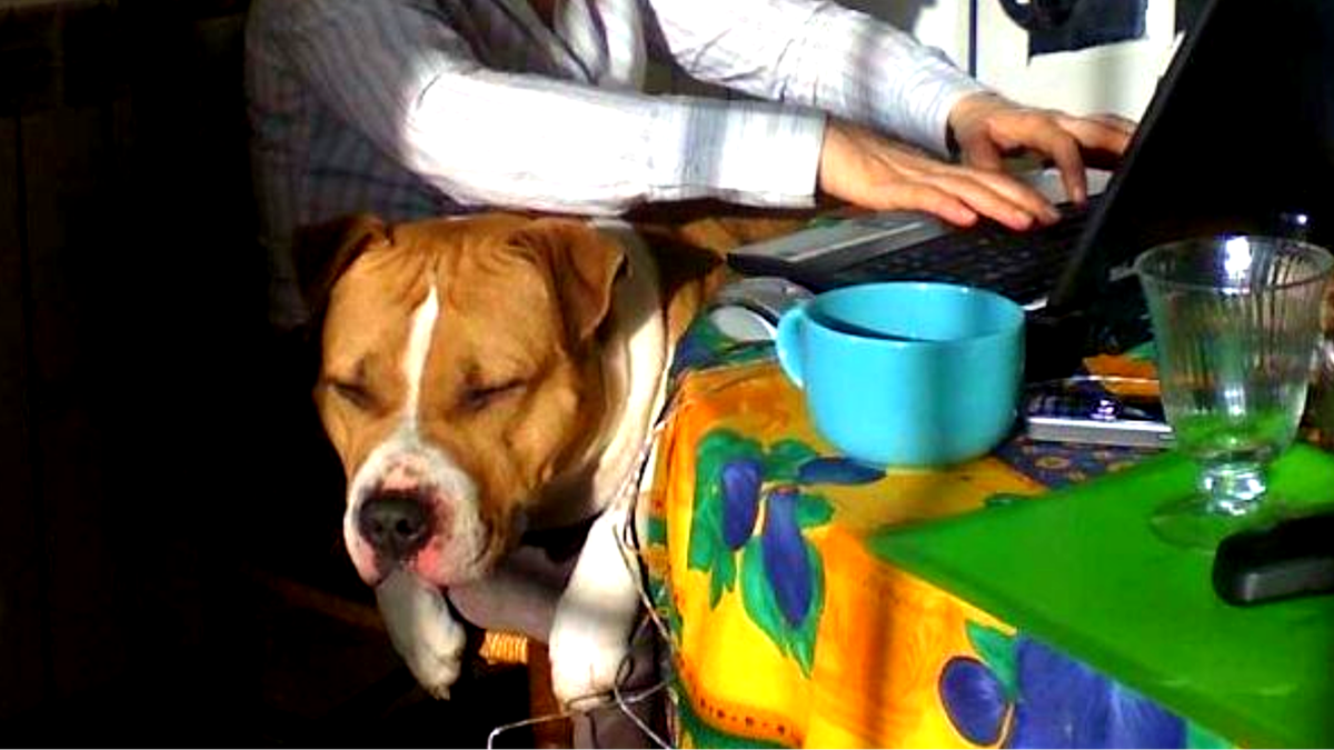 В большой семье, пастью не щелкают или КТО вперед, того и черед)) ЕЩЕ ФОТО --->>