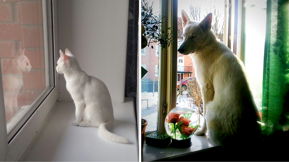 Когда повторил за котом и понял, что терял в жизни очень многое