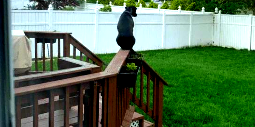 Я тоже теперь кот, ясно вам: 15 собак возомнили себя кошками, смешные фото, снятые хозяевами