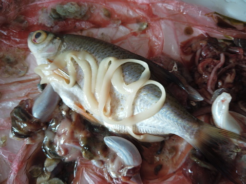 Какая рыба не заражается солитером которого все так боятся?