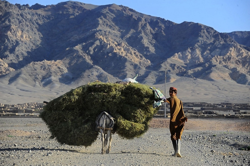 Ослика можно и больше загрузить. И повезет, никуда не денется. 