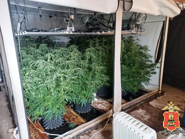 Плантацию конопли обнаружили полицейские в тверской деревне Малиновка