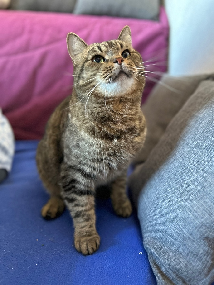 Васенька ласковый, нежный, умный, обаятельный котик 🐈💖