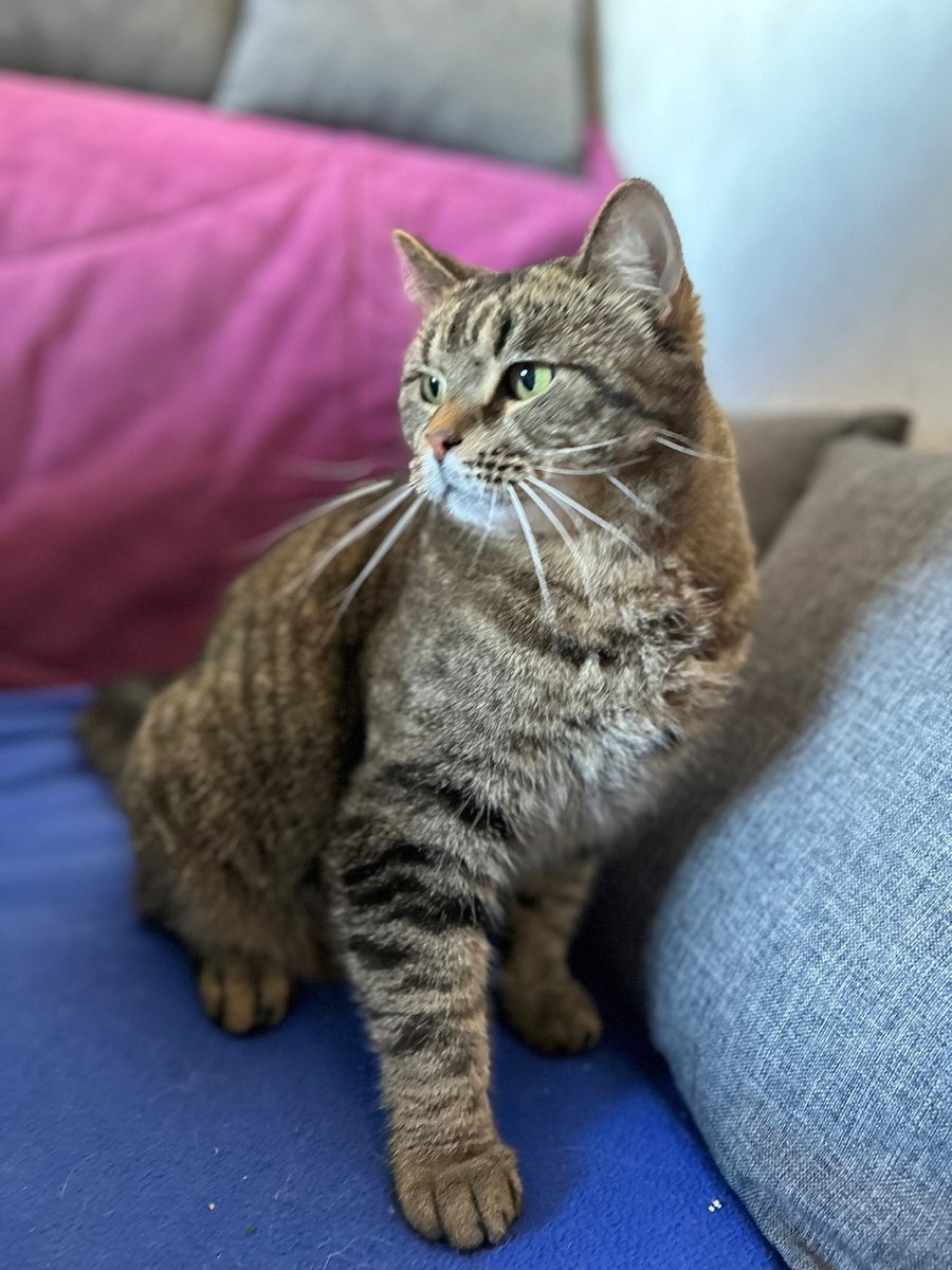 Васенька отлично ладит со всеми животными в доме, умеет дружить 💪💛