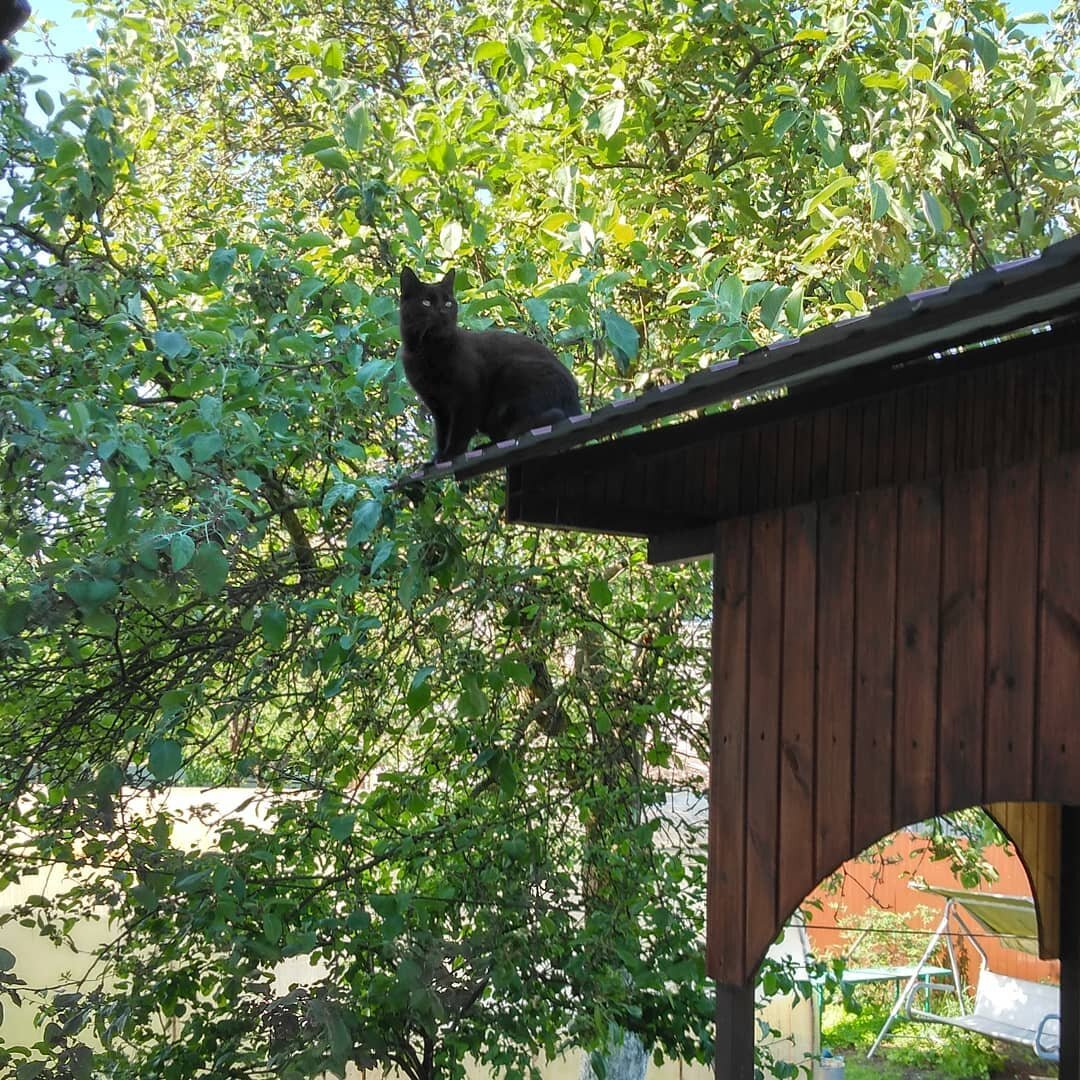 Лето. Кусик на крыше беседки. Фото автора.