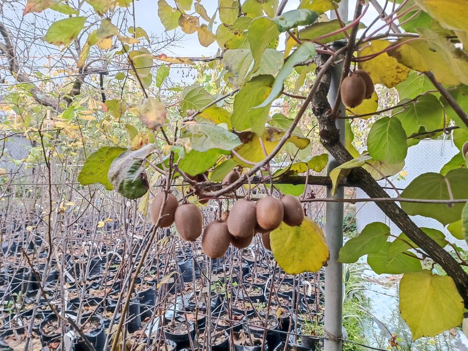    В Сочи разбивают плантации для выращивания экзотических фруктов Алексей ОВЧИННИКОВ