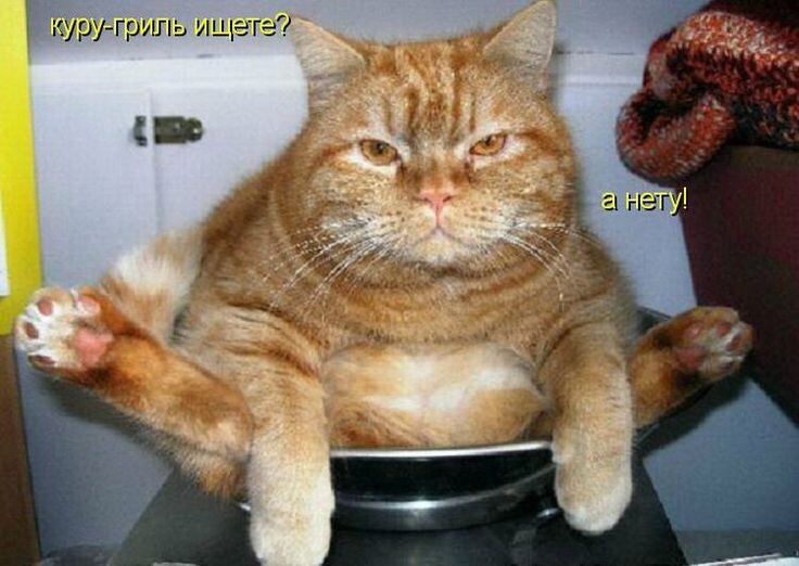 Мемы с хвостатыми-усатыми мурлыками