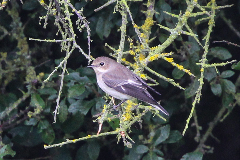 Общественное достояние.