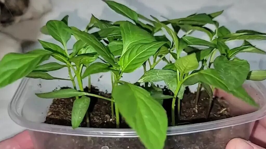 Перец медленно всходит, долго наращивает корни и не спешит с ростом. При февральском посеве к лету он успеет зацвести и порадовать полноценным урожаем, а не единичными плодами.