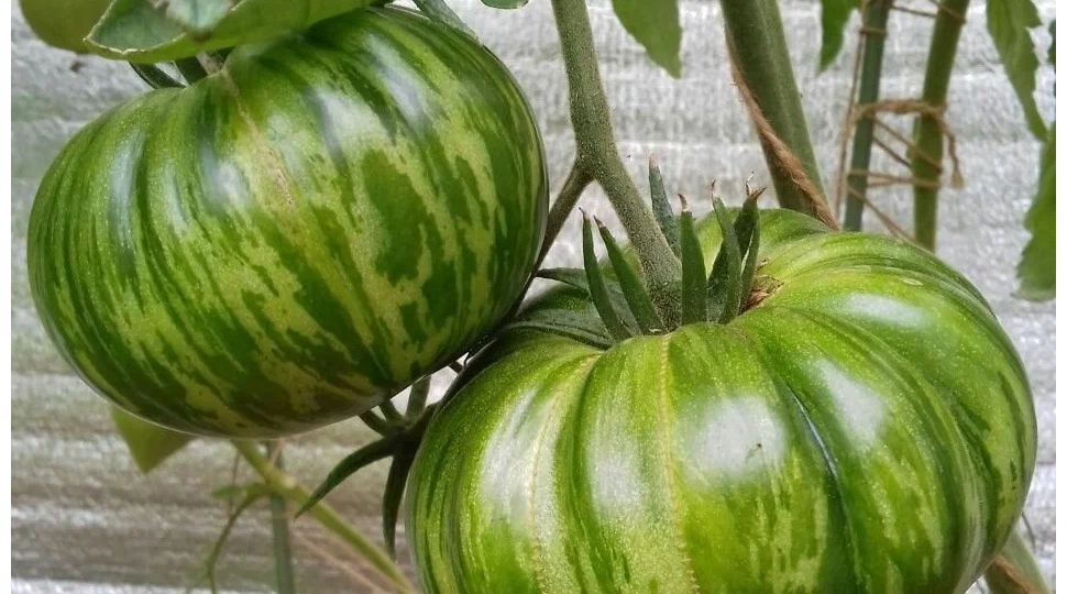 Именно эти сорта томатов посажу на следующий год