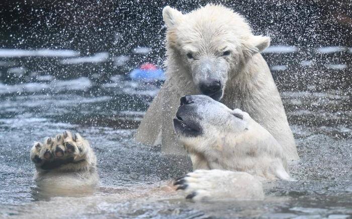 Обложка © Hama-midorinokyokai.or.jp