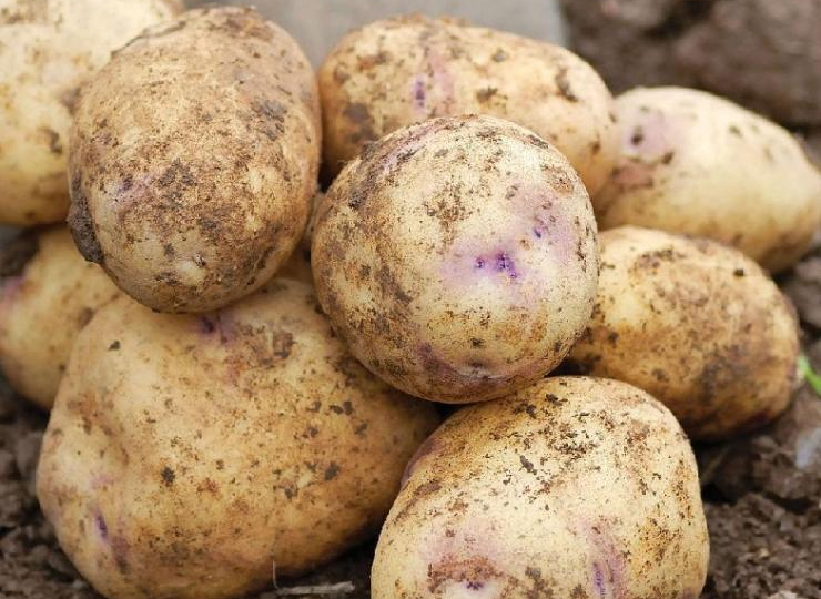 Нет места этим сортам картофеля на моём огороде