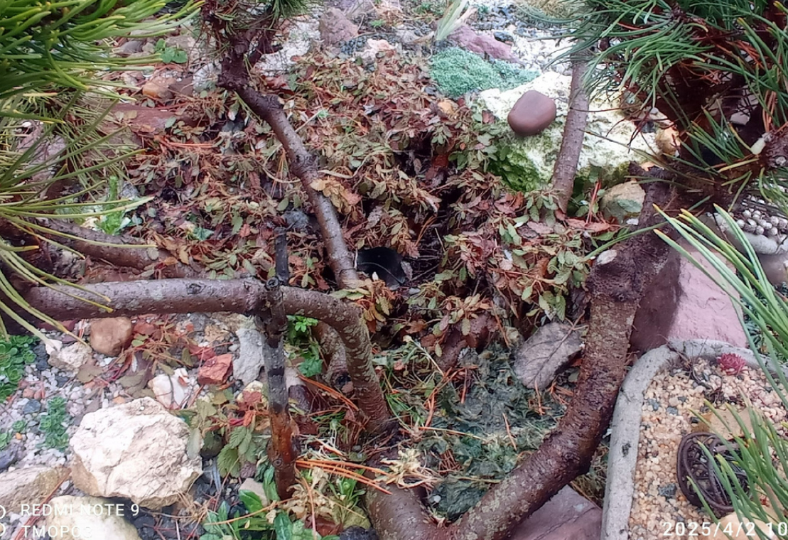 весна-страшна у дриады