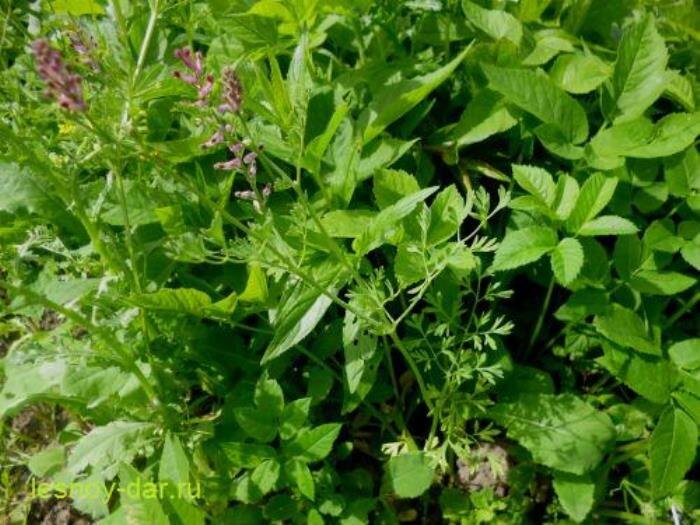 Дымянка лекарственная в зарослях сныти (фото с блога "Лесная кладовая")