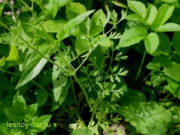 Листья дымянки лекарственной (фото с блога "Лесная кладовая")