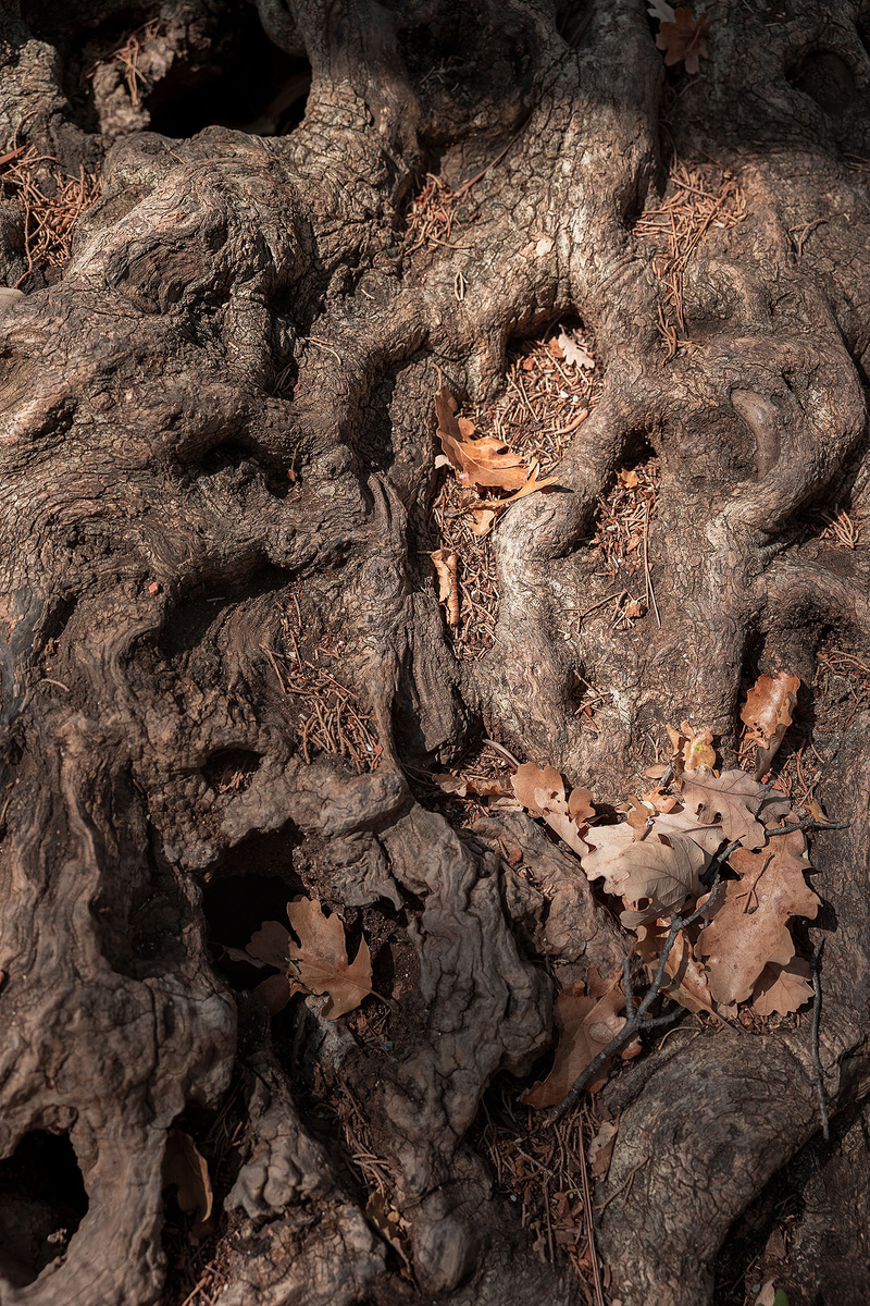 Корни Оливкового дерева. Черногория