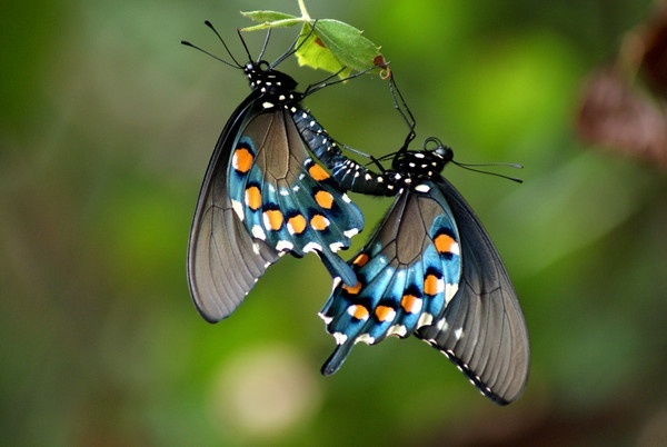 открытый доступ