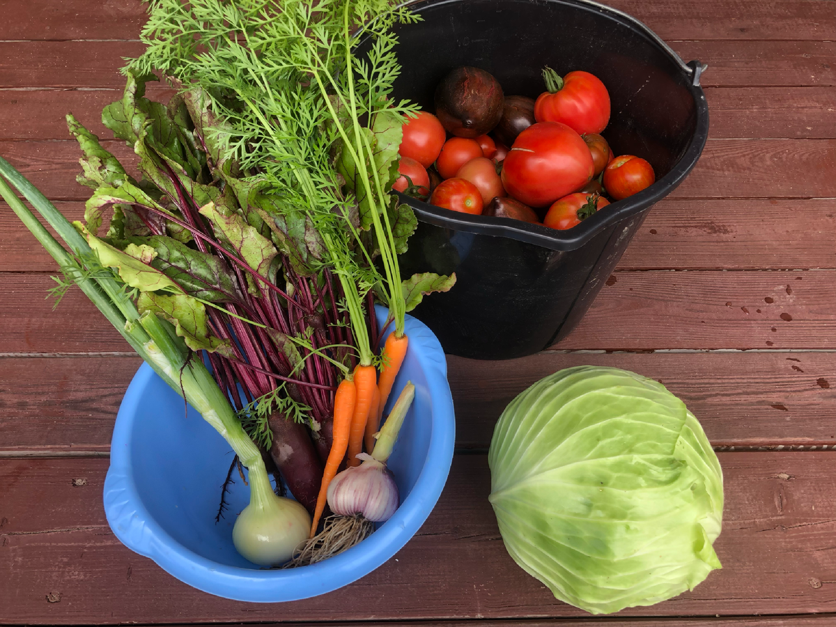 Мой первый борщевой набор - 8 июля 2023 г