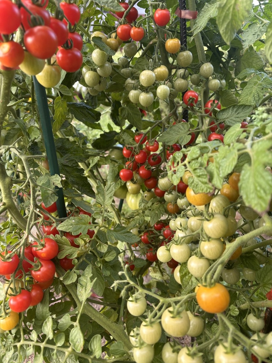 Черри Спокуса в открытом грунте  6 августа 2025