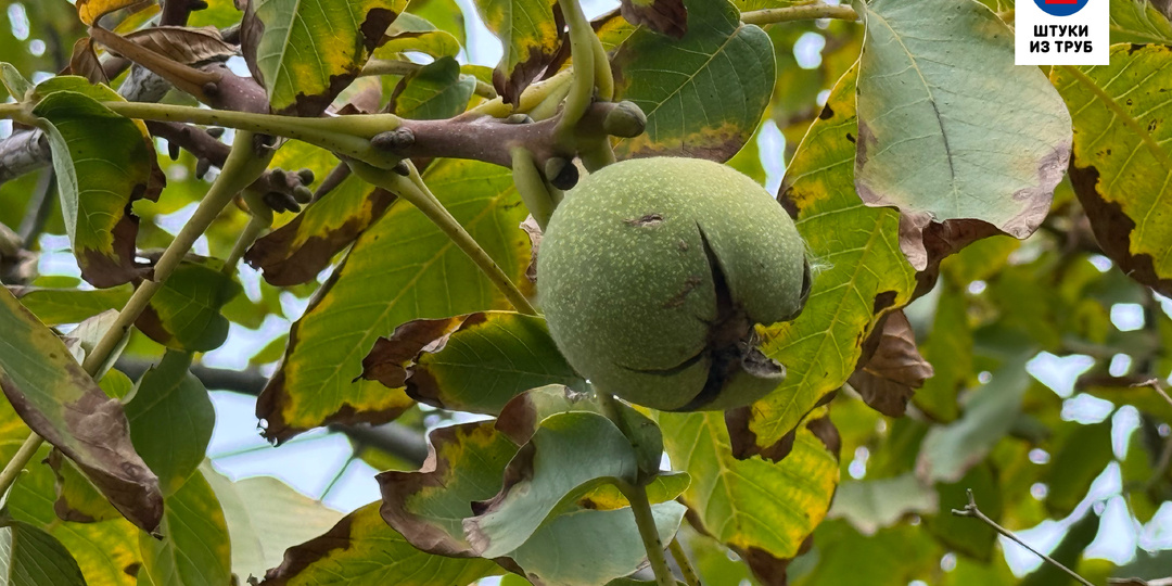 Чем плох сад из семян – объясняет главный агроном