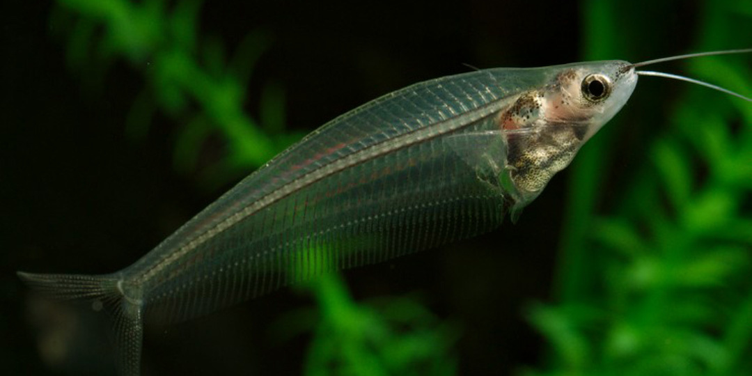 Рыба, которую видно насквозь