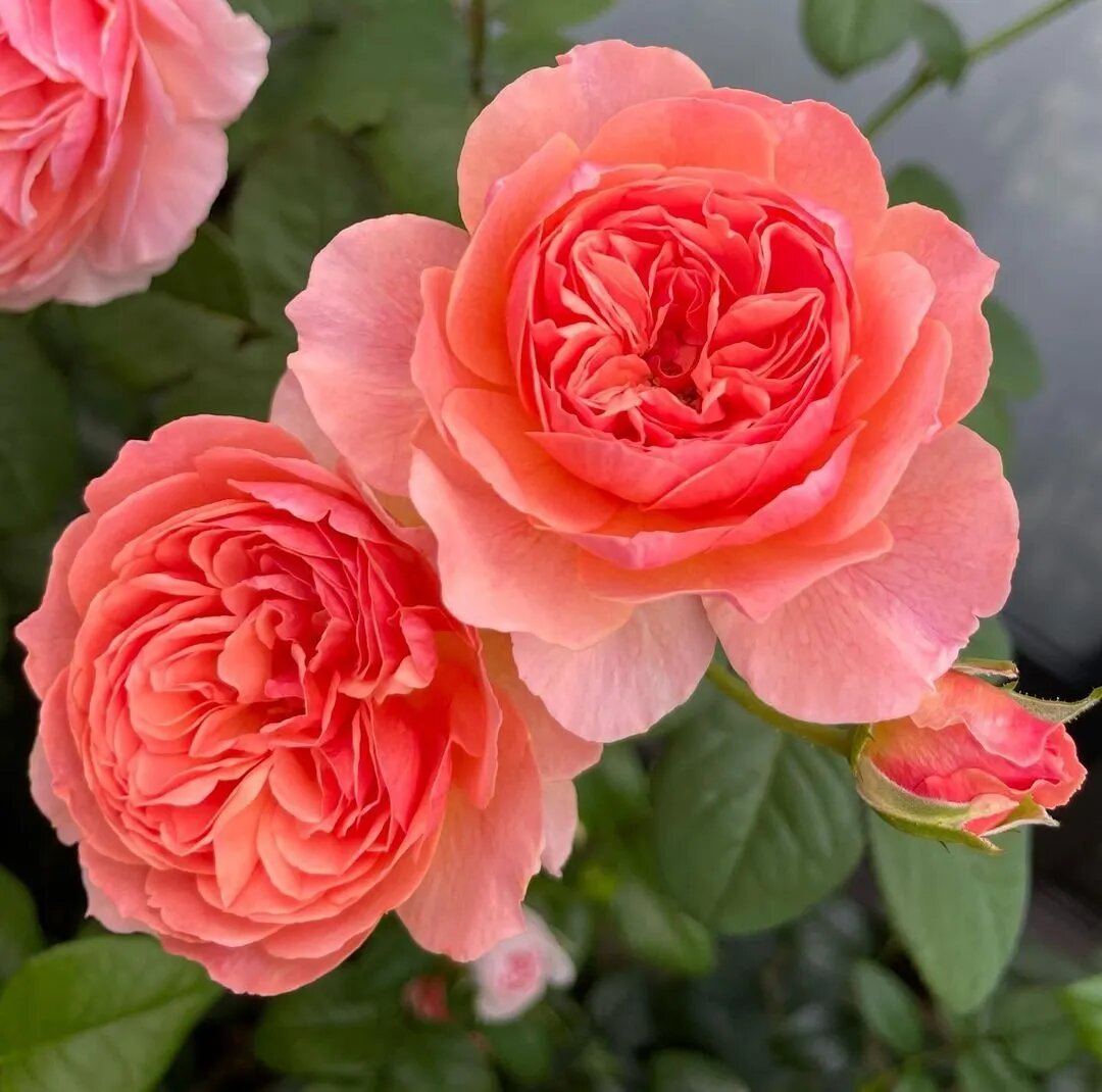 Роза японская Каориказари. Фото с сайта Растение 26.