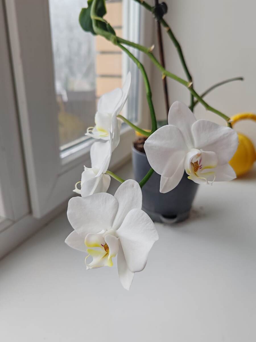 Орхидеи белые как снег