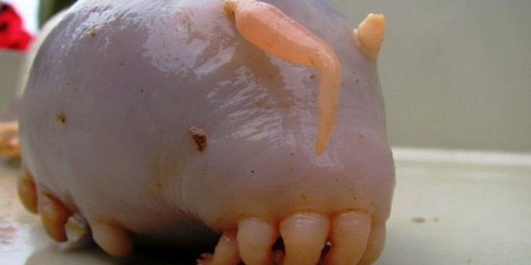 Те, кто поедают китов