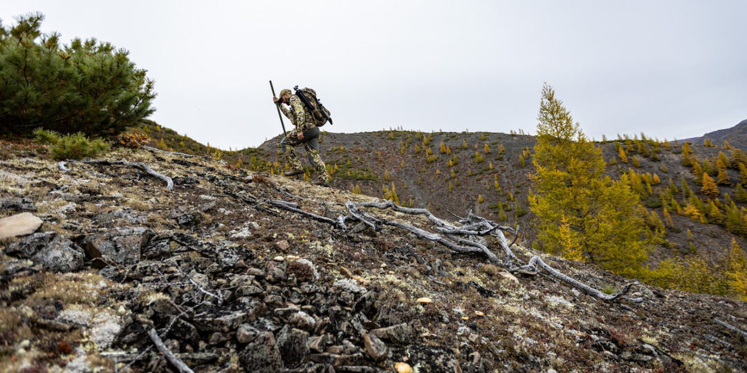 Подборка статей про охоту на снежного барана