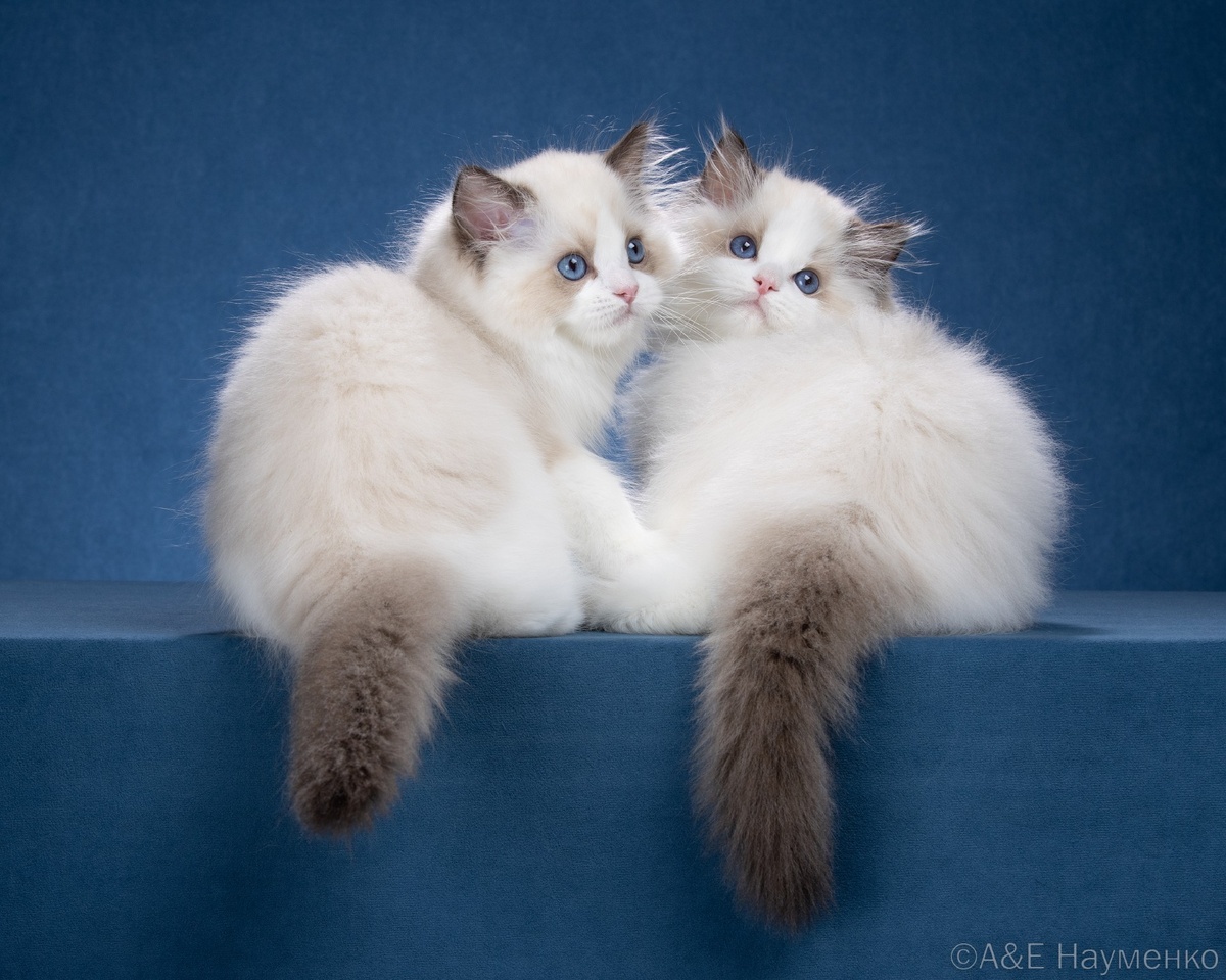 Ты не знаешь, брат, куда это мы должны сами по себе идти? Питомник рэгдоллов Care For Pets