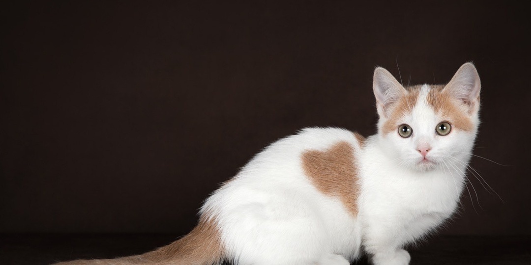 Любовь и котики?