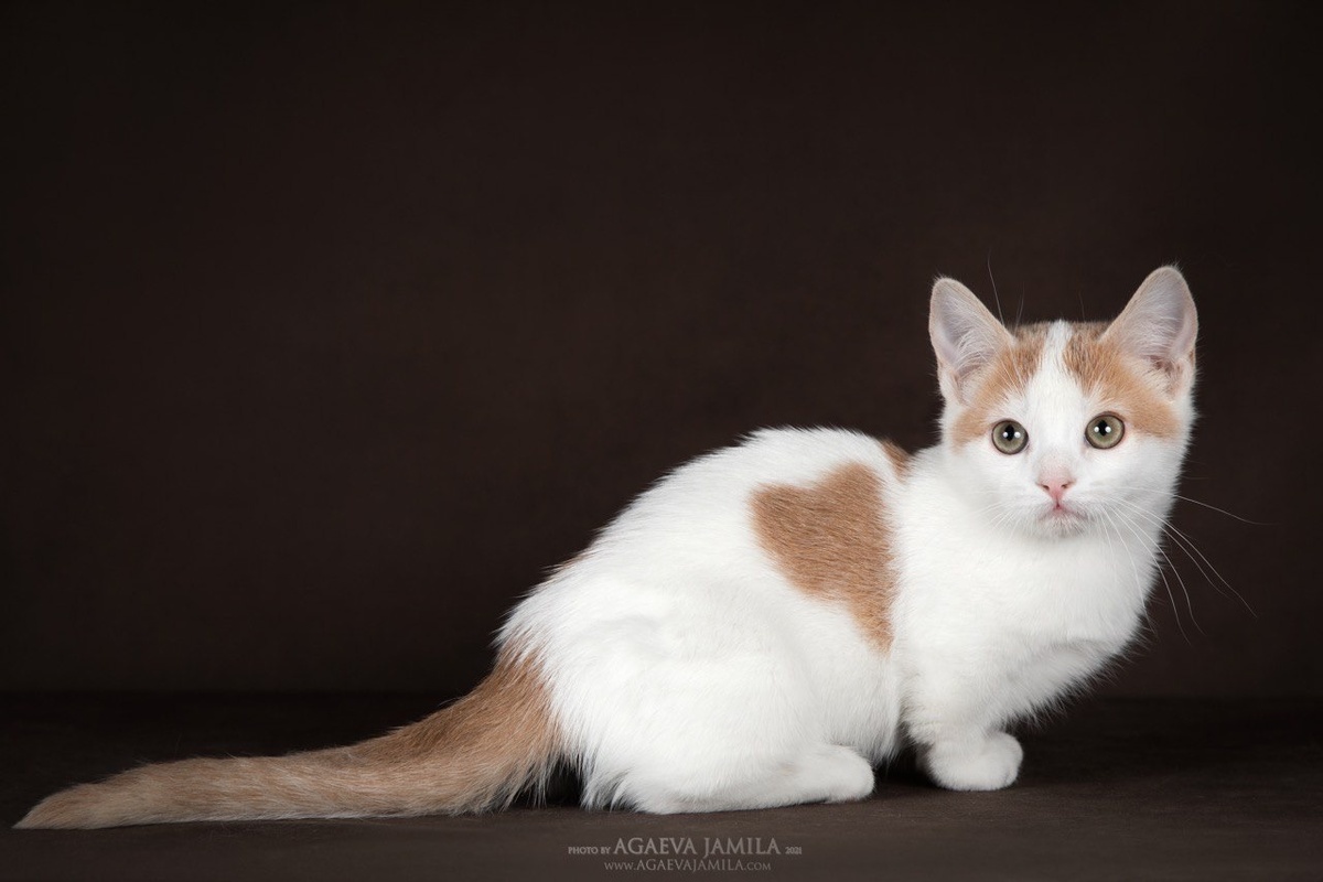 Манчкин, питомник Puzzle Enjoy