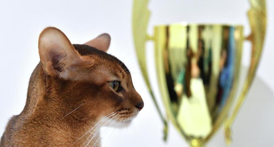    РИА «Новости»