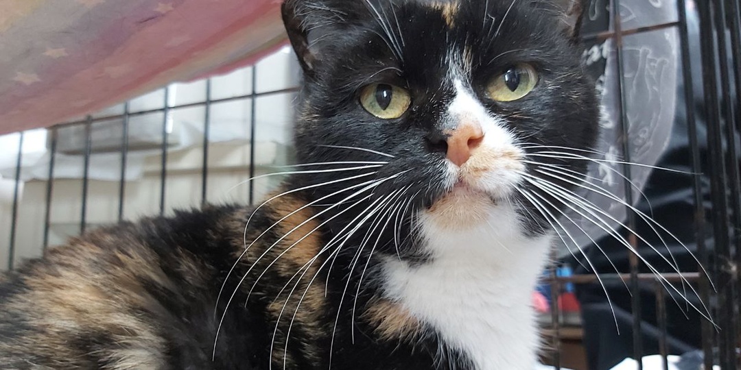 Трёхцветное чудо