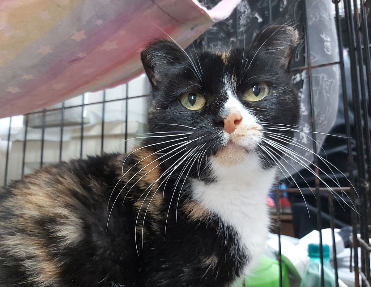 Кошечка Мурмилка, 7 лет.