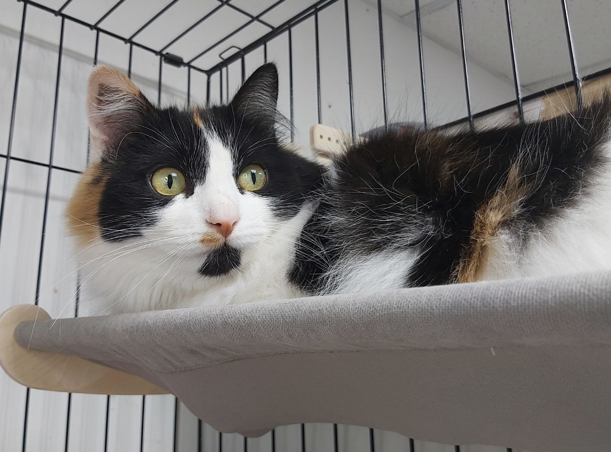 Кошечка Комендантша, 4 года, найдена на улице на территории приюта.