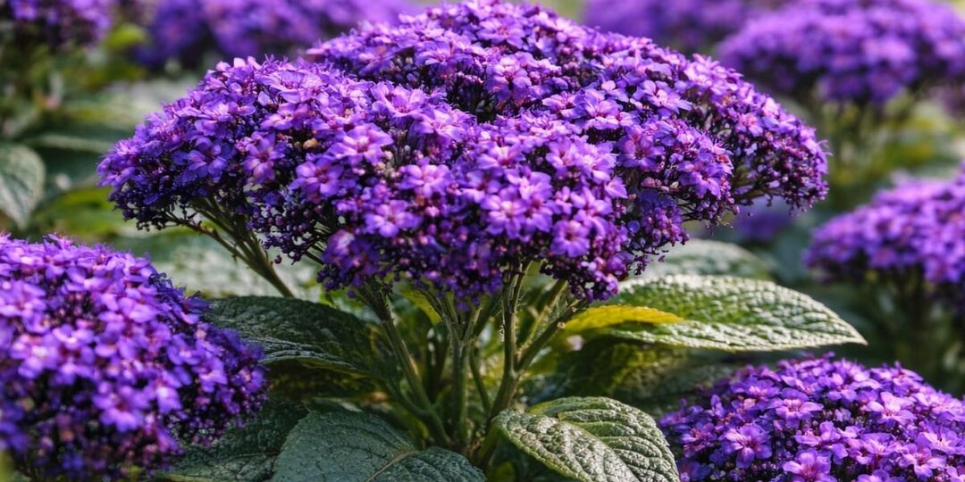 Цветок, который пахнет ванилью: садоводы сносят полки ради растения-ароматизатора