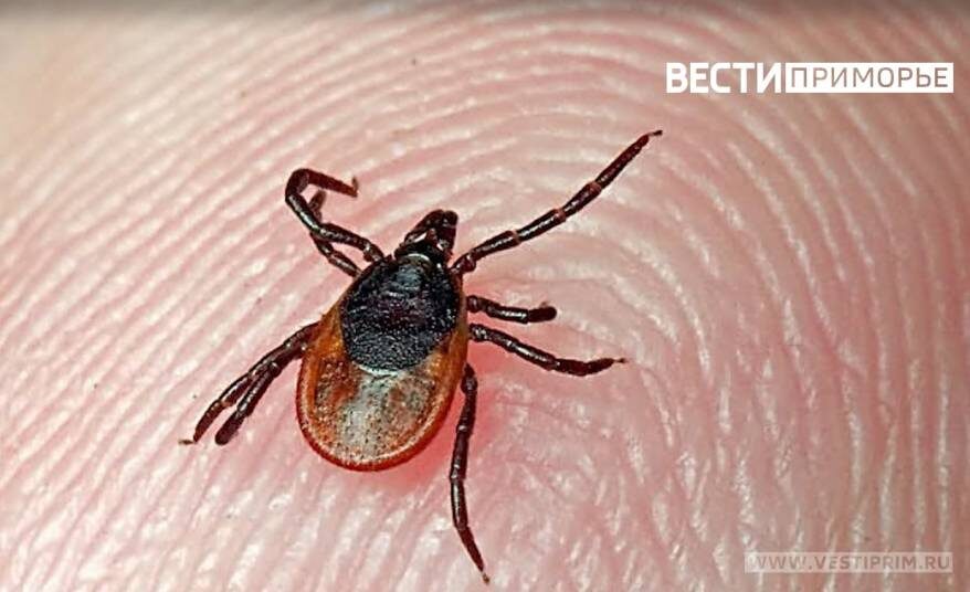 Каждый год 7 тысяч приморцев попадаются в лапки клещей