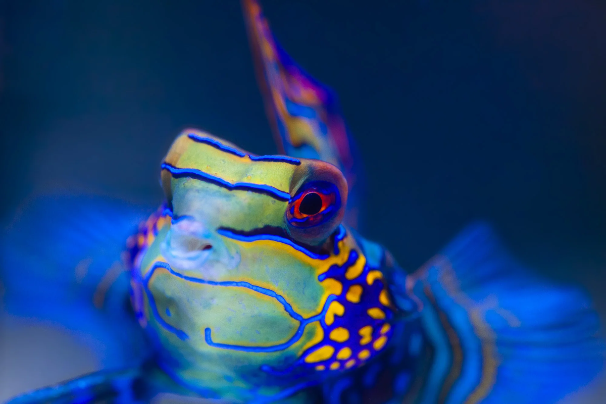 Конечно хищники не будут её есть. Они же хищники, а не травоядные!