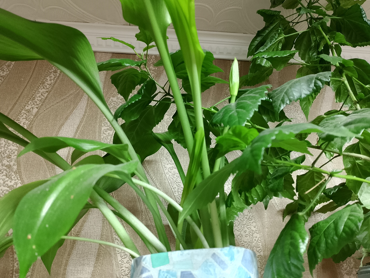 Фото 📷 автора.