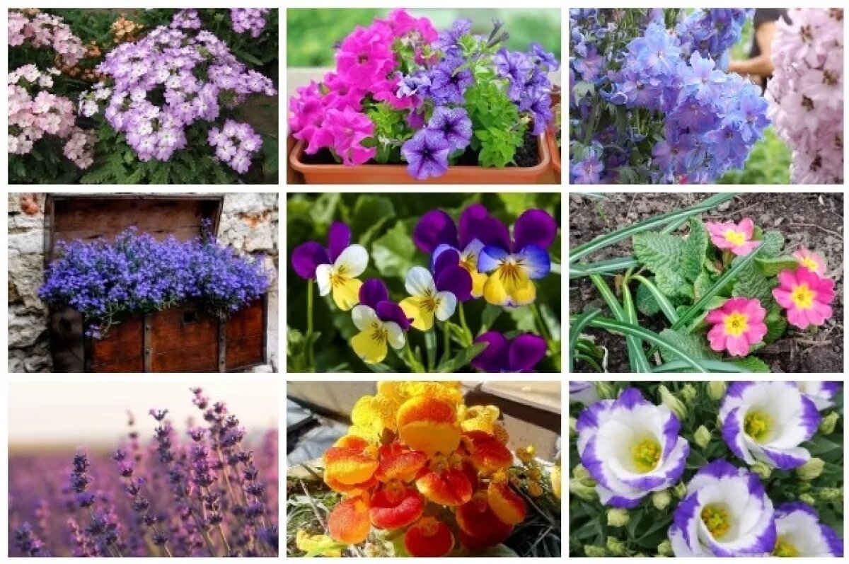    Цветочная поляна.