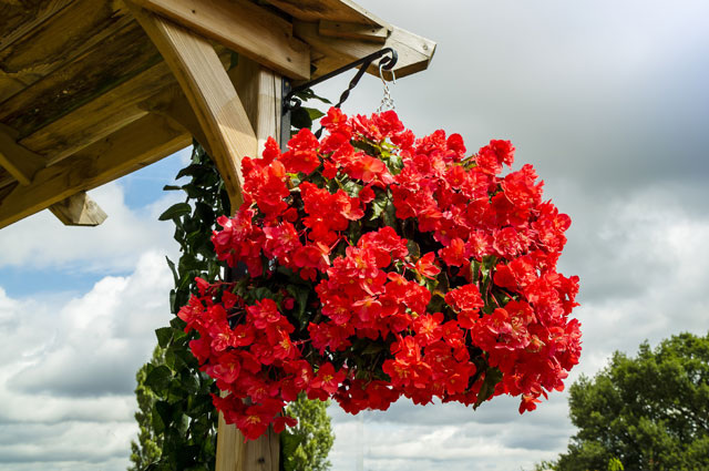    Бегония. Фото: Shutterstock.com