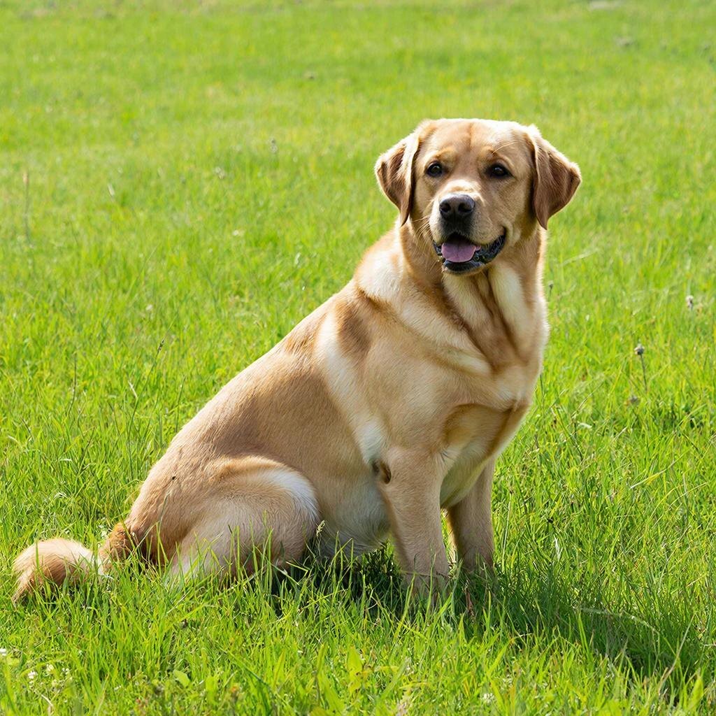 Я очень люблю гулять